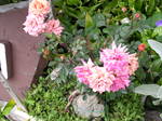 2008.5.11.高根山ばら園、土百姓花園（ルピナス） 003.jpg