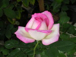 2008.5.11.高根山ばら園、土百姓花園（ルピナス） 021.jpg