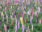 2008.5.11.高根山ばら園、土百姓花園（ルピナス） 038.jpg